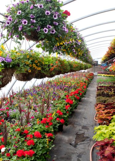 horticulture machinery floriculture